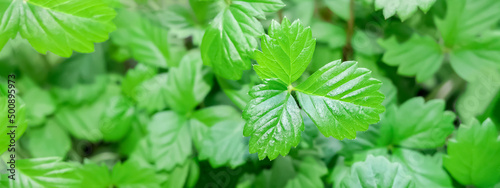 Strawberry leaves close-up, top view. Banner with selective focus, nature concept. High quality photo
