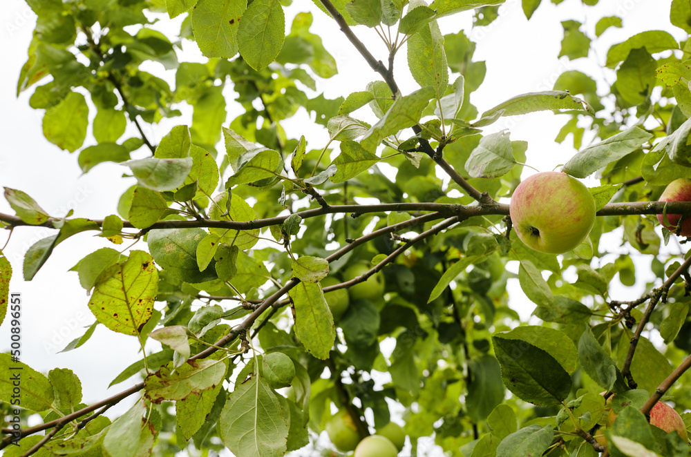 Fototapeta premium Ripe apples on a tree in a garden. Organic apples hanging from a tree branch in an apple orchard