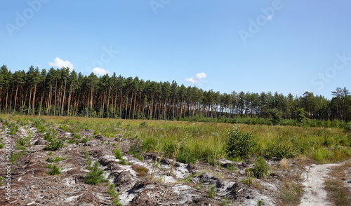 Panoramic photo of dense pine forest against the sky and meadows. Beautiful landscape of a row of trees and blue sky background