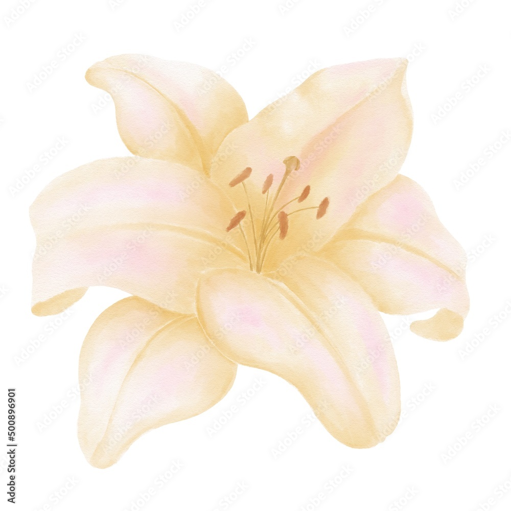 Yellow watercolor lily, decorative illumination on a white background