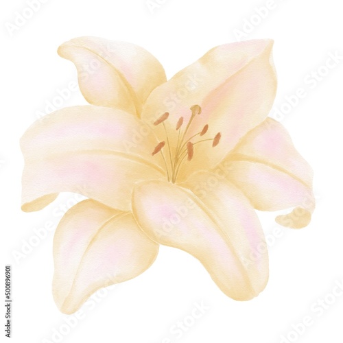 Yellow watercolor lily, decorative illumination on a white background
