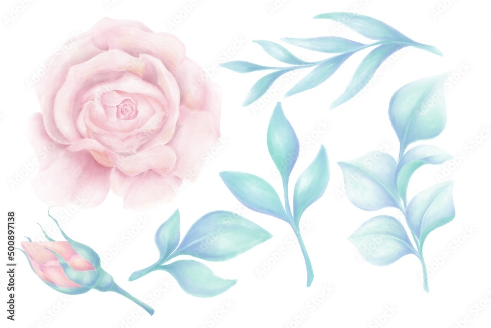 Watercolor illustrations on a plant theme, rose and leaves on a white background, decorative elements