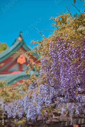 Plakat 藤棚と神社