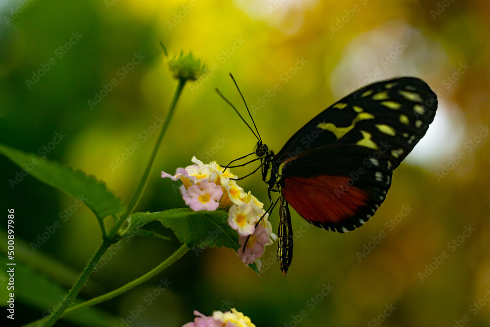 Obraz premium butterfly on a flower