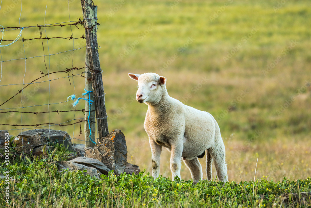 Naklejka premium Sheep in a field