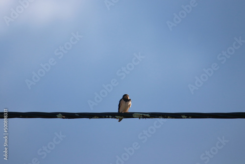 Swallow on electrical wires. Birds © nvphoto