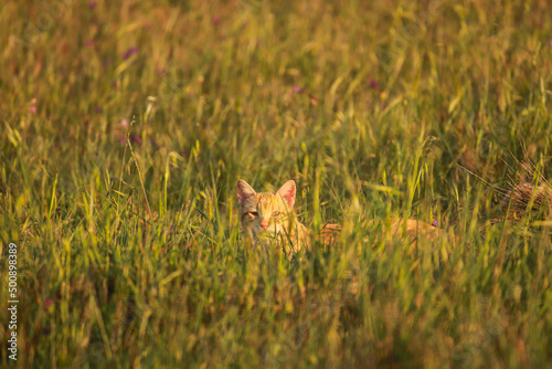 Cat hidden in a field