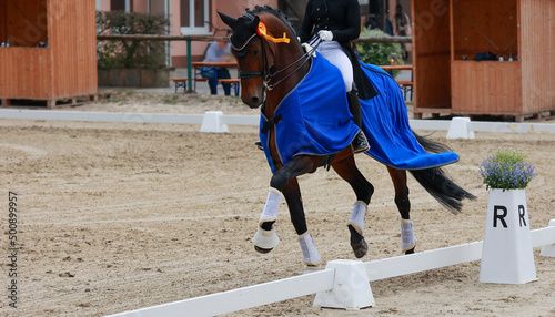 Dressage horse winner of a test with a gold ribbon and winner's blanket on the lap of honor..
