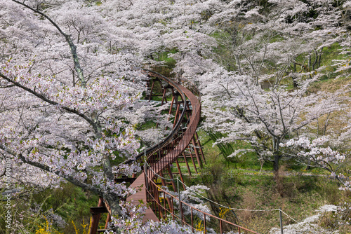 Cherry blossoms and slope car railway at Funaoka Castle Ruins Park, Miyagi, Japan photo