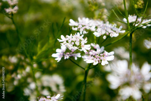 Flower of a coriander plant in a sunny day © Sushanta