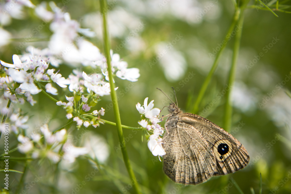 A brown butterfly in the flower of coriander A brown butterfly in the flower of coriander