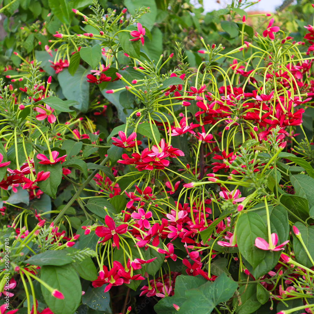 A Selectively focused picture of Combretum indicum plant with Colorful honey suckle flowers grown in the wild in India.
