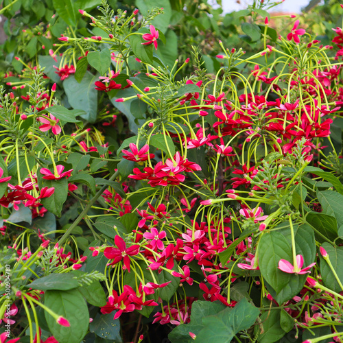 A Selectively focused picture of Combretum indicum plant with Colorful honey suckle flowers grown in the wild in India. 