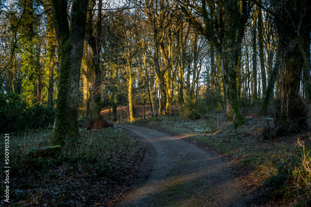 Winters morning light in woodland Winters morning light in woodland