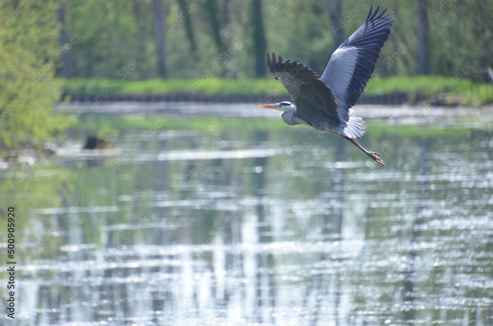 Héron cendré sauvage canal de Bourgogne