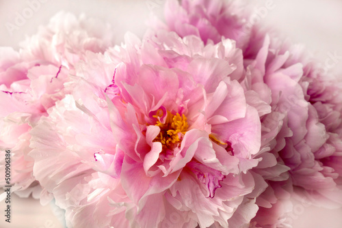 close-up to bouquet of pink peonies in romantic style for wallart and picture on wall