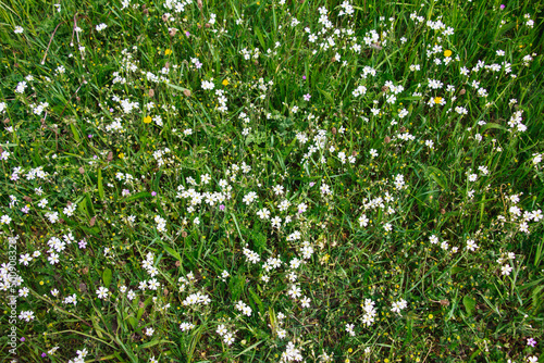 Green field grass with white flowers, top view.