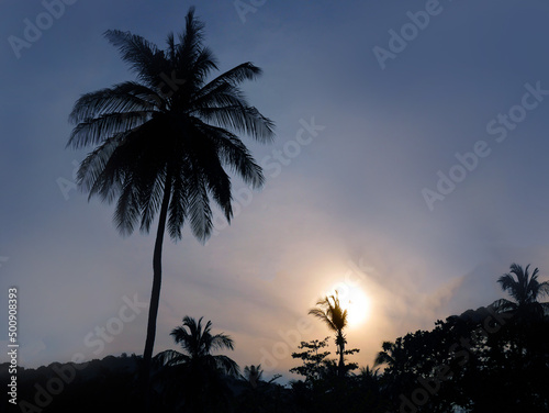 silhoulette of coconuts tree, blue sky, with sunlight for background