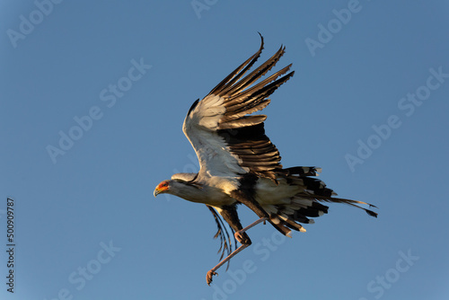 Secretary bird in flight against a blue background. African bird of prey wildlife safari in Masai Mara  Kenya