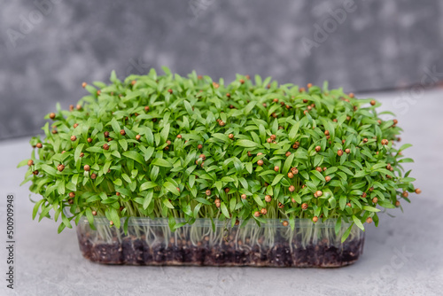 Vitamins from nature. Microgreens for sale. Healthy raw diet food. Fresh garden produce organically grown, symbol of health. The process of planting seeds for growing microgreens. Growing sprouts