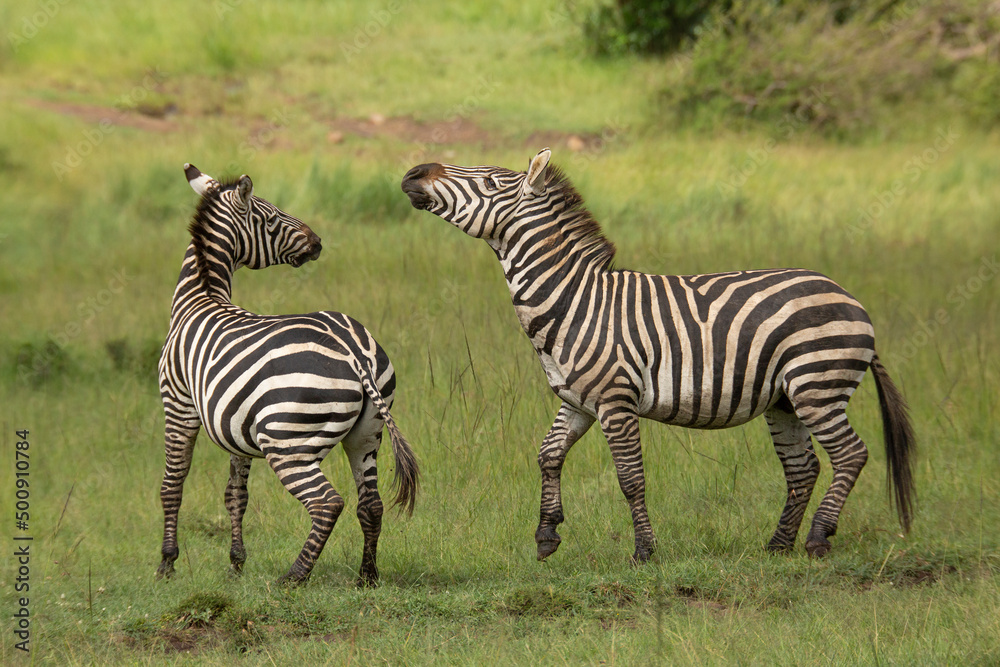 Two zebra stallions in the bush during rutting season. African wildlife safari in Masai Mara, Kenya Two zebra stallions in the bush during rutting season. African wildlife safari in Masai Mara, Kenya