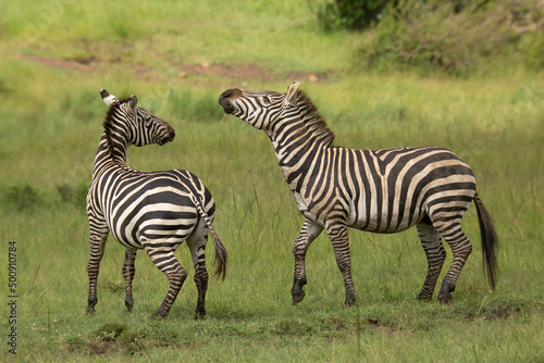 Two zebra stallions in the bush during rutting season. African wildlife safari in Masai Mara  Kenya