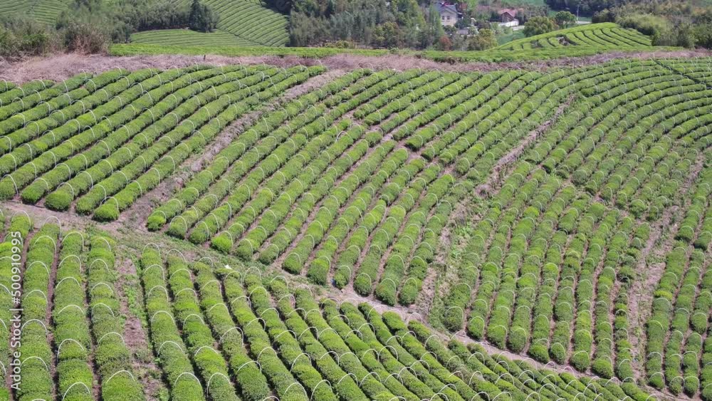 tea plantation in mountain tea plantation in mountain