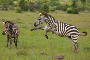 Fototapete Zebra Kämpfende Zebrahengste in Kenia Busch  © Tom