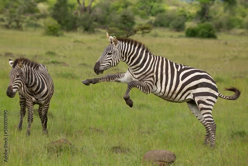 Obraz Two zebra stallions in the bush. One zebra jumping at the other one. African wildlife safari in Masai Mara, Kenya