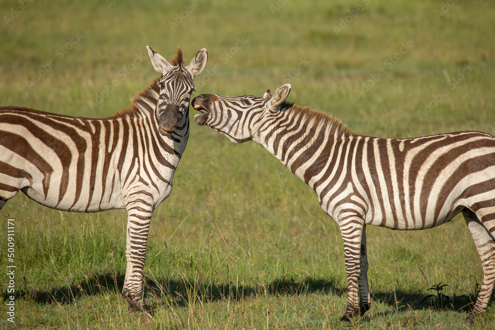 Obraz premium Two zebras stallions standing in the grass on the savanna while one zebra trying to bite the other. African wildlife safari in Masai Mara, Kenya