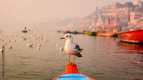 Seagull sitting on the boat in the morning boat ride on ghats of river ganges photo