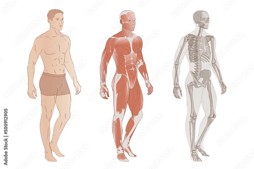 Human Body Systems: Muscular, Skeletal systems, Internal organs and parts. Educative anatomy flashcards poster vector illustration. Full-length isolated image diagram of man male. Human Body Systems: Muscular, Skeletal systems, Internal organs and parts. Educative anatomy flashcards poster vector illustration. Full-length isolated image diagram of man male.