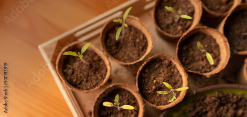 Young fresh seedlings growing in biodegradable pot, home gardening.