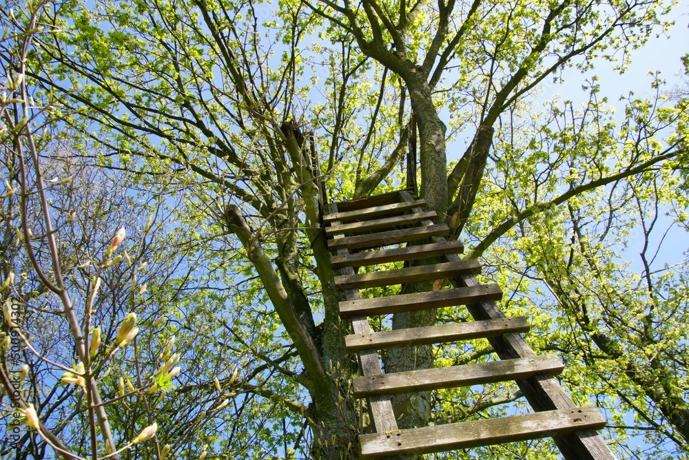 Hochsitz am Baum Hochsitz am Baum