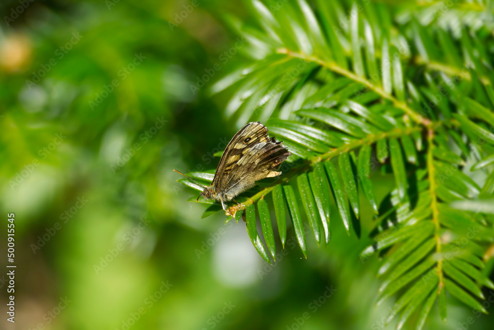 Speckled Wood Butterfly (Pararge aegeria) perched on tree branch in Zurich, Switzerland Speckled Wood Butterfly (Pararge aegeria) perched on tree branch in Zurich, Switzerland