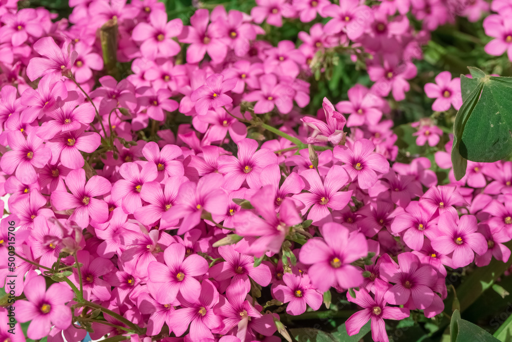 Oxalis articulata, known as pink-sorrel or pink wood sorrel. Close up view pink flowers. Spring and summer seasons.