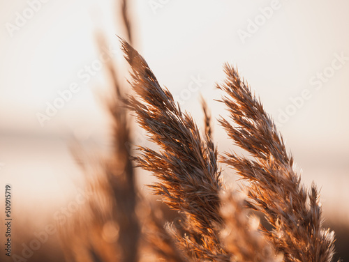 Foto Fluffy golden reeds on sunset sky background against sunlight
