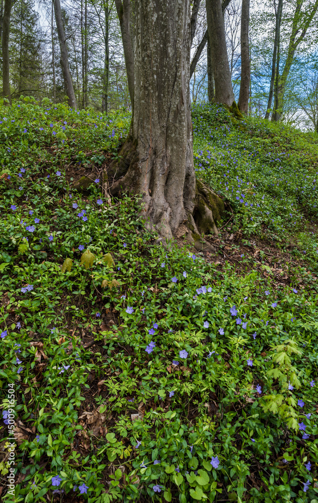 Spring picturesque blossoming with periwinkle flowers hills in the former Orlovsky estates park, Maliivtsi, Khmelnytsky region, Ukraine. Spring picturesque blossoming with periwinkle flowers hills in the former Orlovsky estates park, Maliivtsi, Khmelnytsky region, Ukraine.