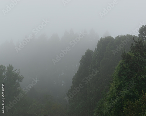 Neblina en el bosque