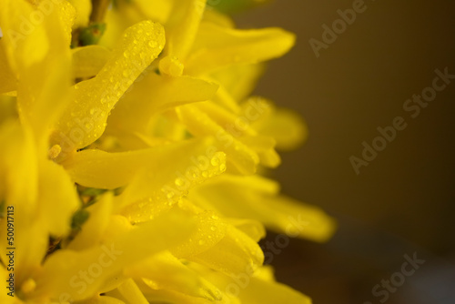 Yellow forsythia on blurred background and copy space. The first spring flowers are bright yellow with dewdrops on the petals and flowers.