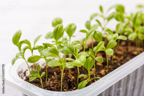 Young Aster seedlings growing in a propagation tray. Spring gardening background.