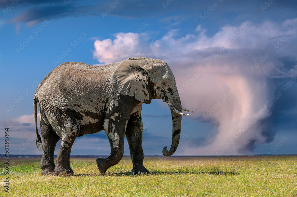 Obraz premium Adult elephants walk on the savannah under the stormy sky.