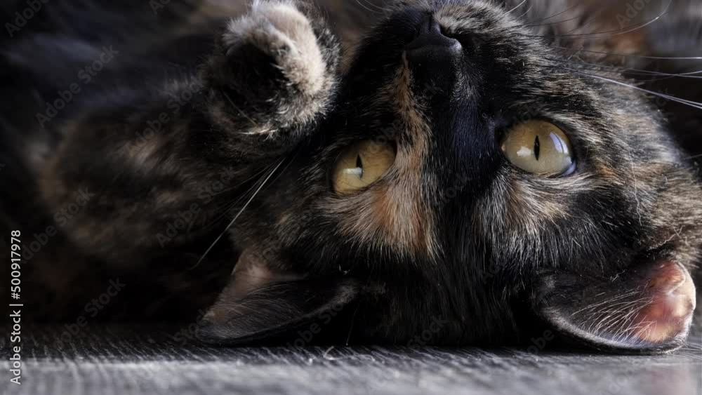 tortoiseshell color cat lying on the floor blinking and yawning