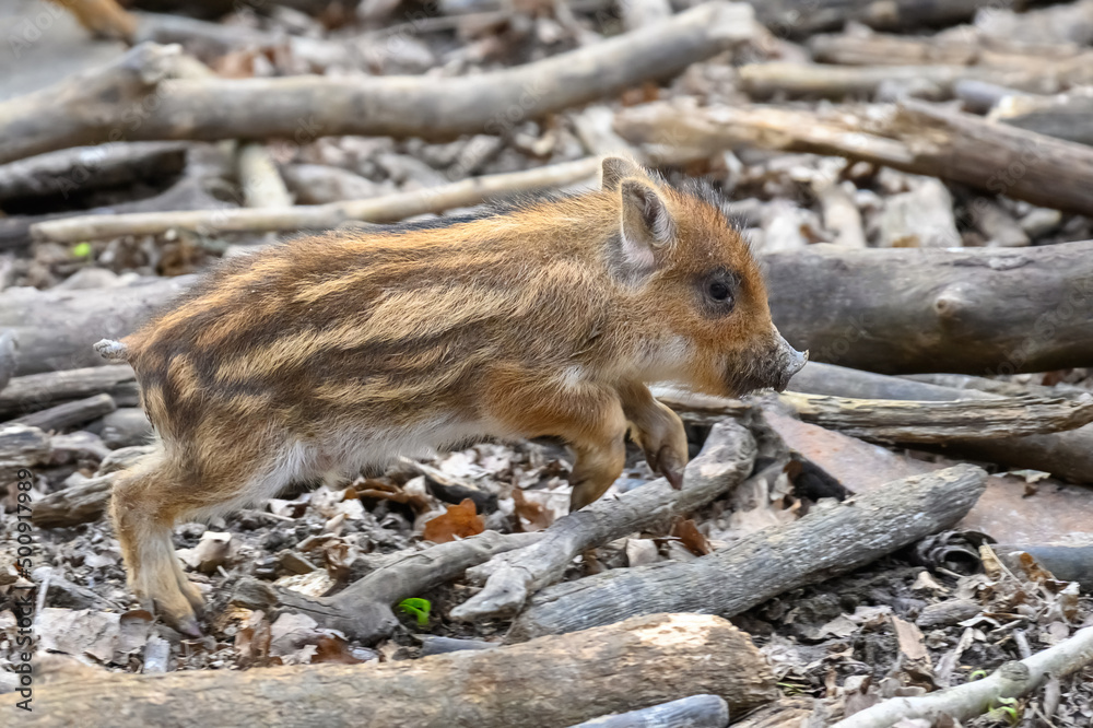 Baby wild boar, Sus scrofa, running red autumn forest in background Baby wild boar, Sus scrofa, running red autumn forest in background