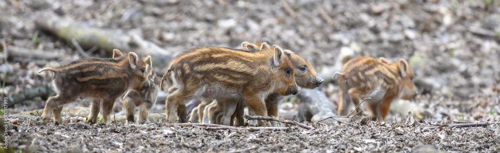 Baby wild boar, Sus scrofa, running red autumn forest in background Baby wild boar, Sus scrofa, running red autumn forest in background
