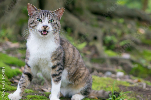 日本の森で大声で叫ぶ野生の猫 © ryo96c