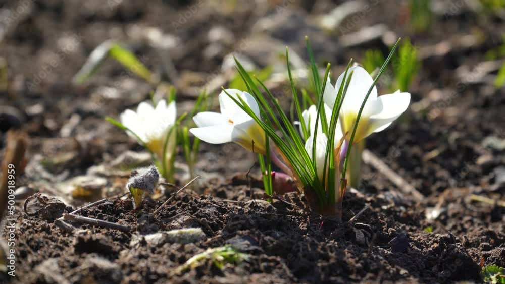 The first spring flowers are pollinated by honey bees. Collection of pollen by insects macro. buds close-up in open ground The first spring flowers are pollinated by honey bees. Collection of pollen by insects macro. buds close-up in open ground