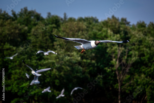 Seagulls flying in Bangpoo, Samut Prakan, Thailand