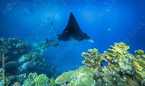 amazing coral reef and fish