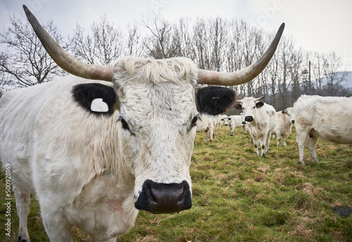 Fotografia White Park Cattle Rare Breed close up in field